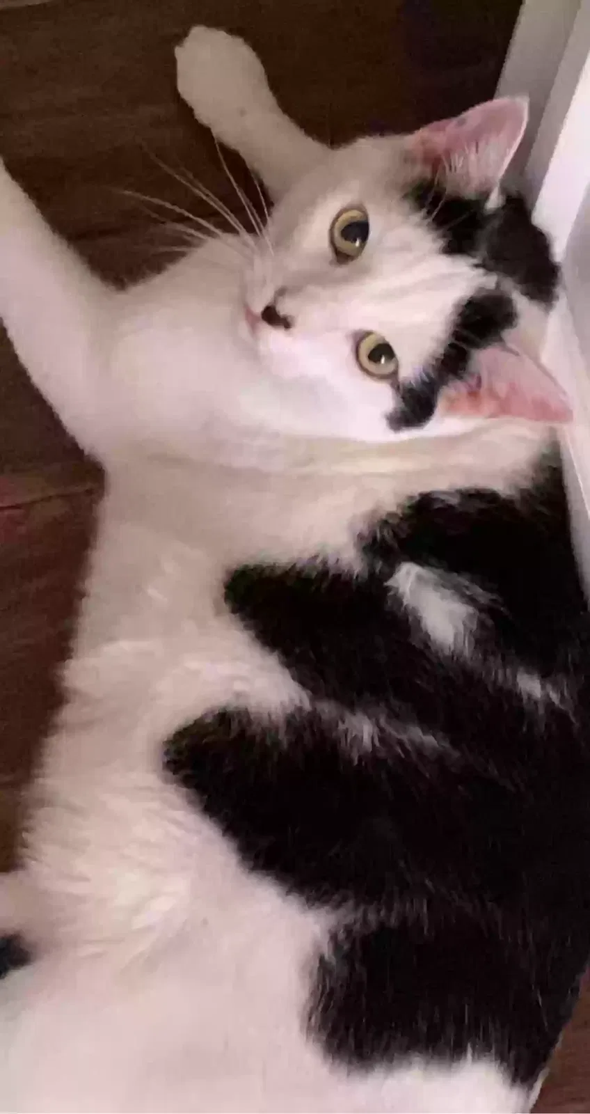 Lost cat in Council Bluffs, IA, 51501