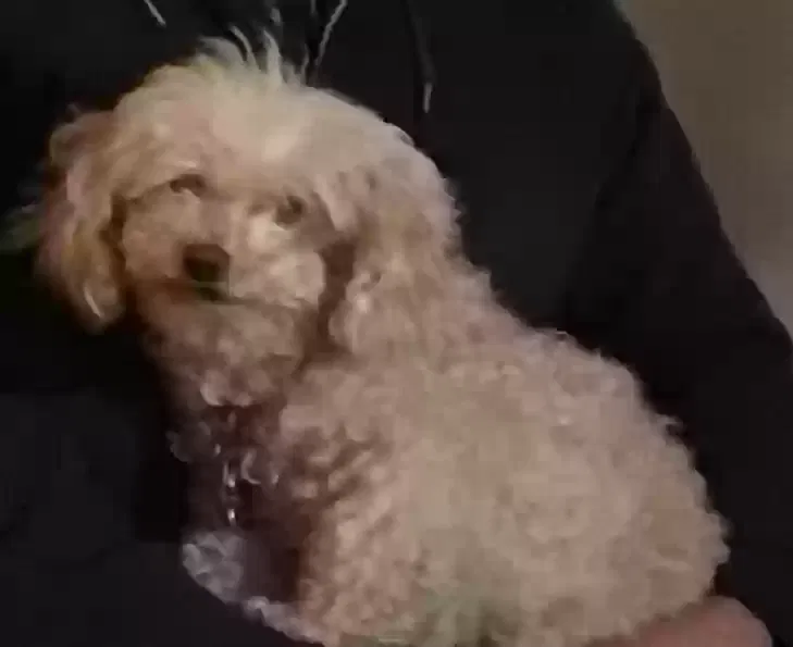 Lost dog in Las Vegas, NV, 89117