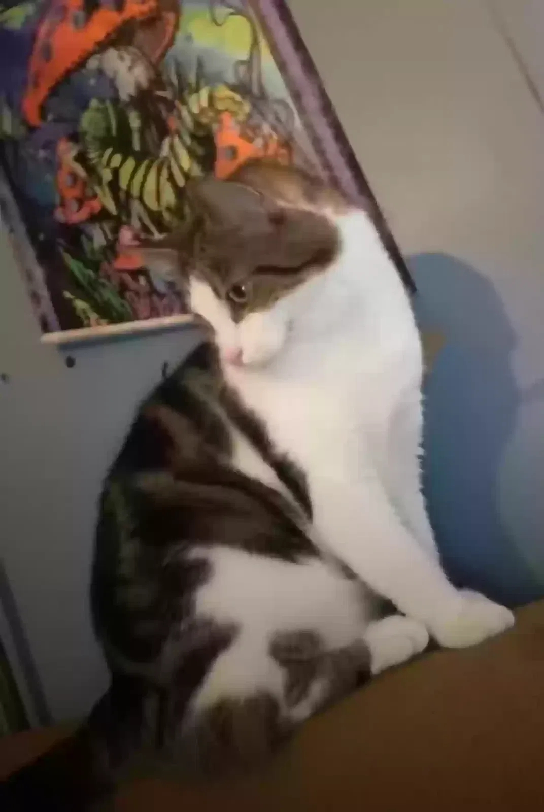 Lost cat in Niles, OH, 44446