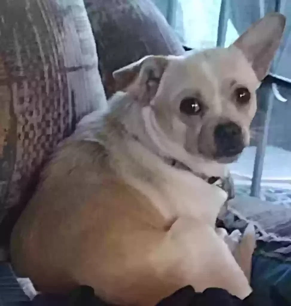 Lost cat in Woodland, CA, 95695