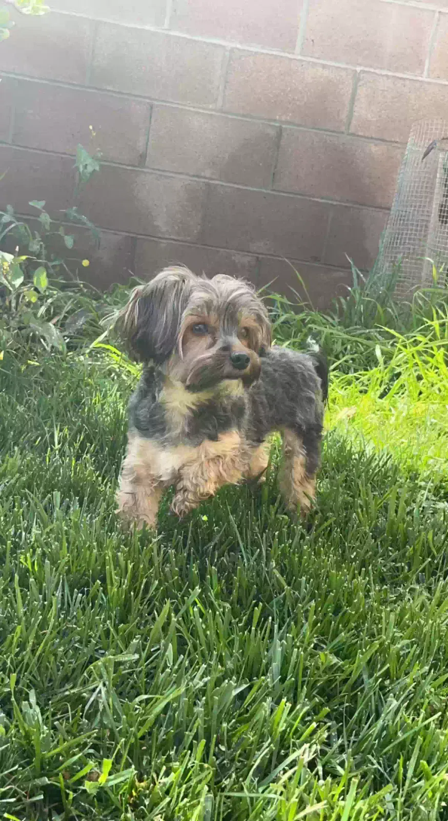 Lost dog in Santa Ana, CA, 92705