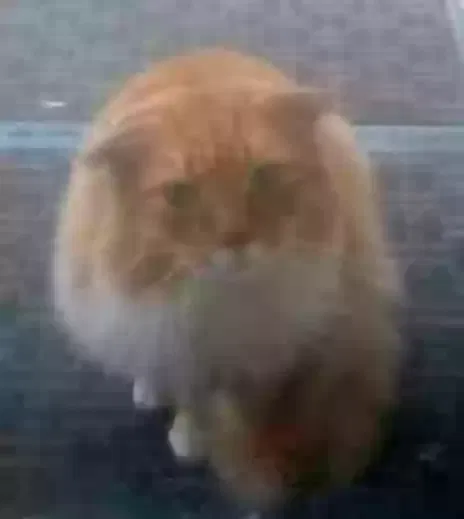 Found Cat