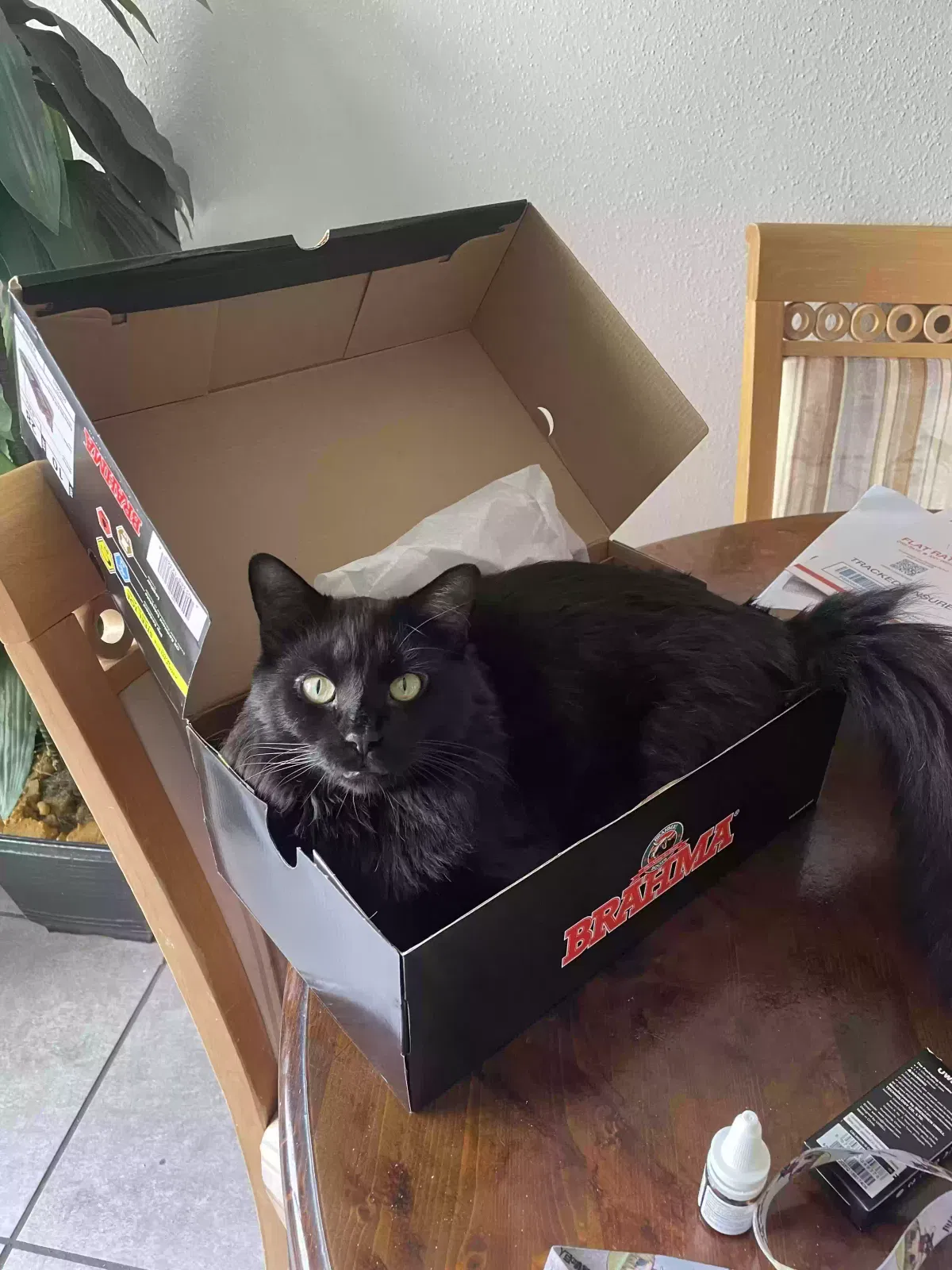 Lost cat in Houston, TX, 77099