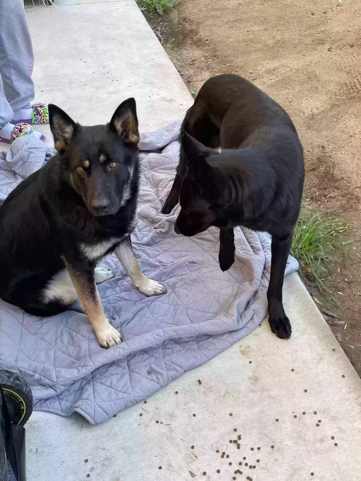 Found dog in Riverside, CA, 92501