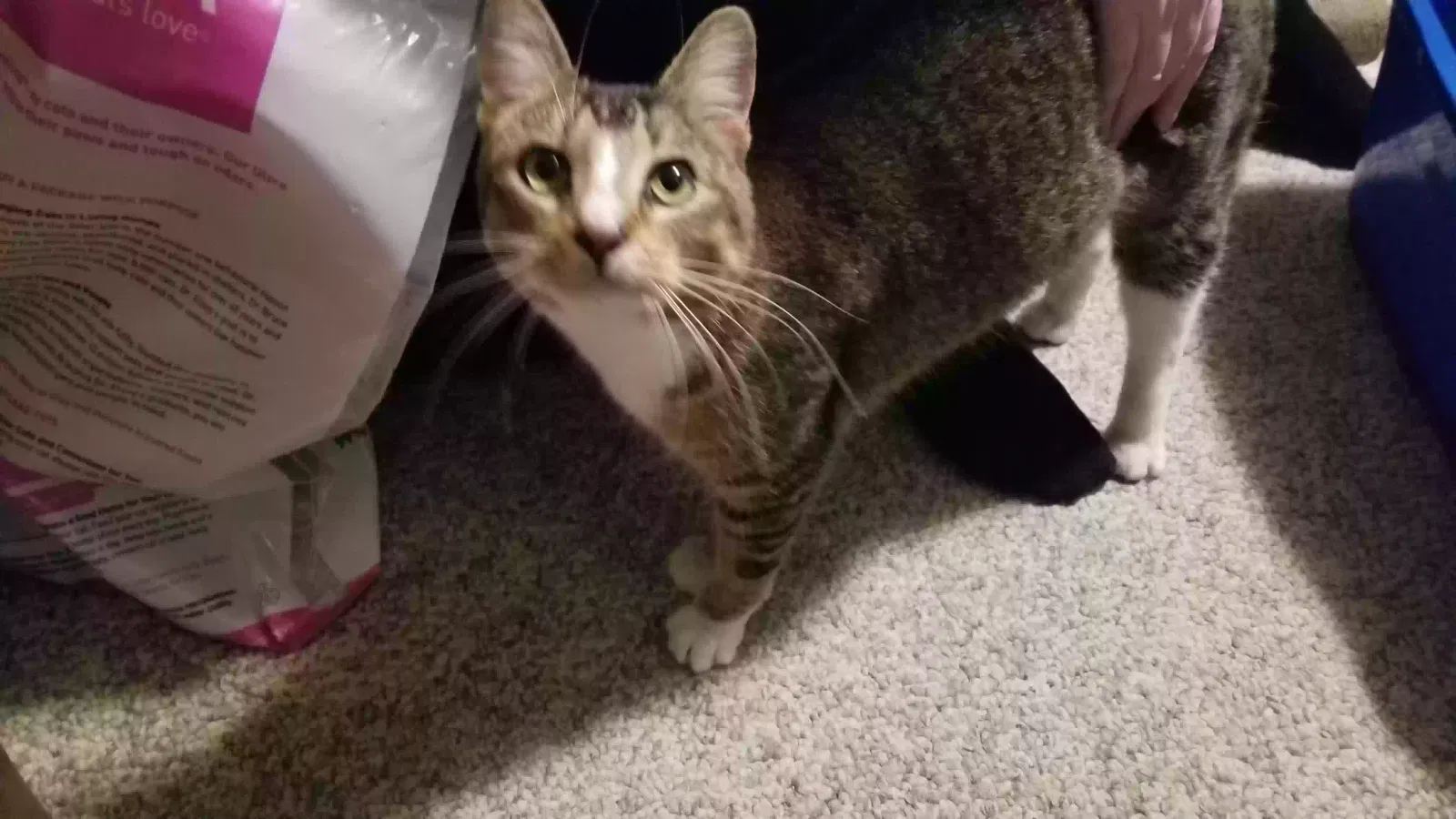 Found cat in Mankato, MN, 56003
