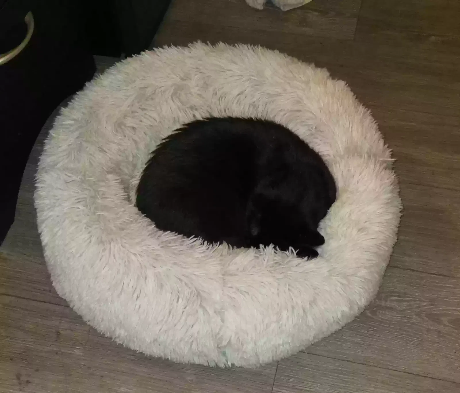 Lost cat in Jeffersonville, IN, 47130