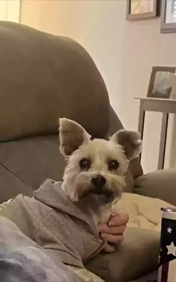 Found dog in Kingwood, TX, 77339