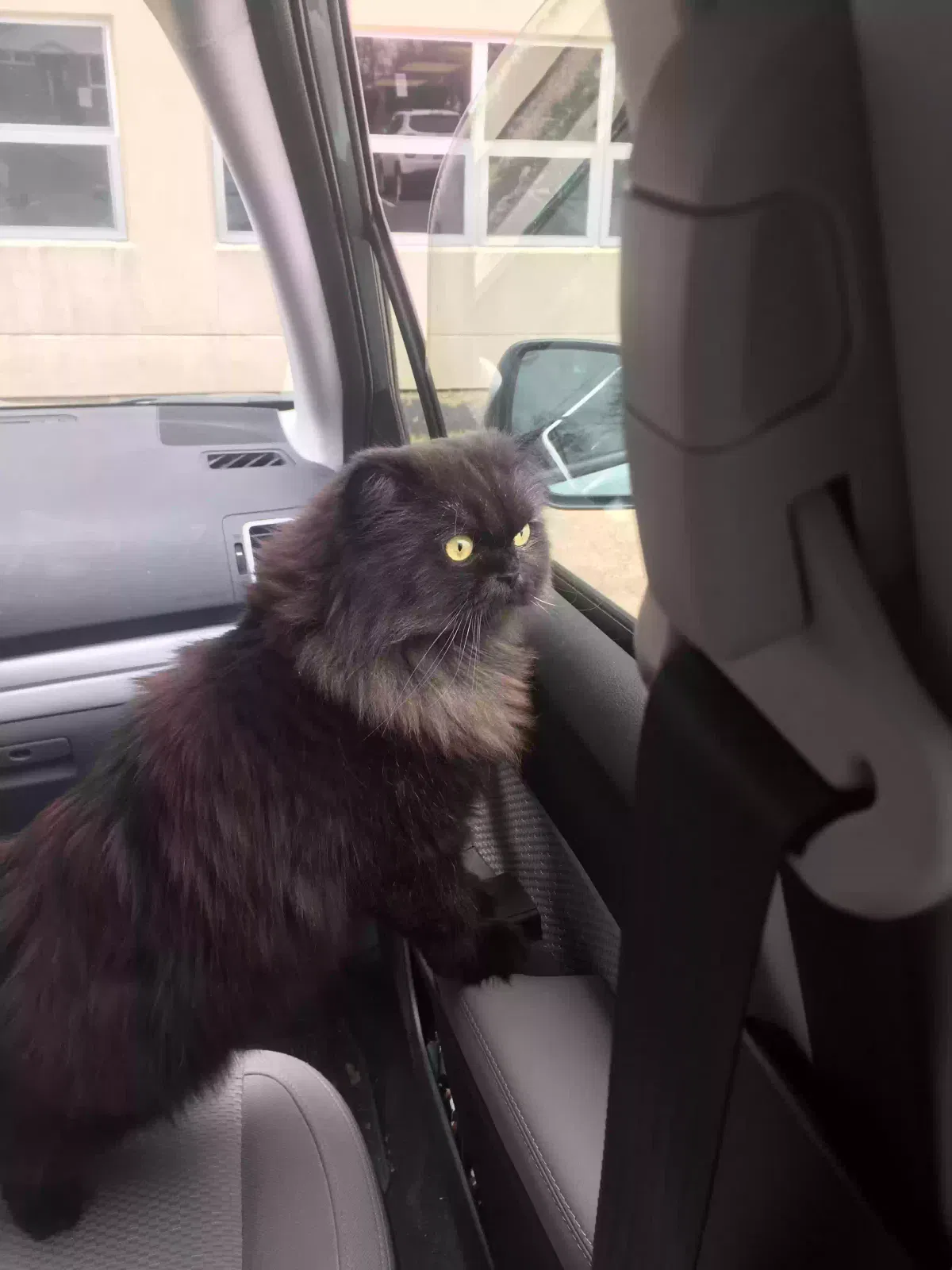 Lost cat in Allentown, PA, 18103