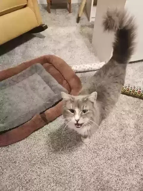 Found cat in Amarillo, TX, 79110