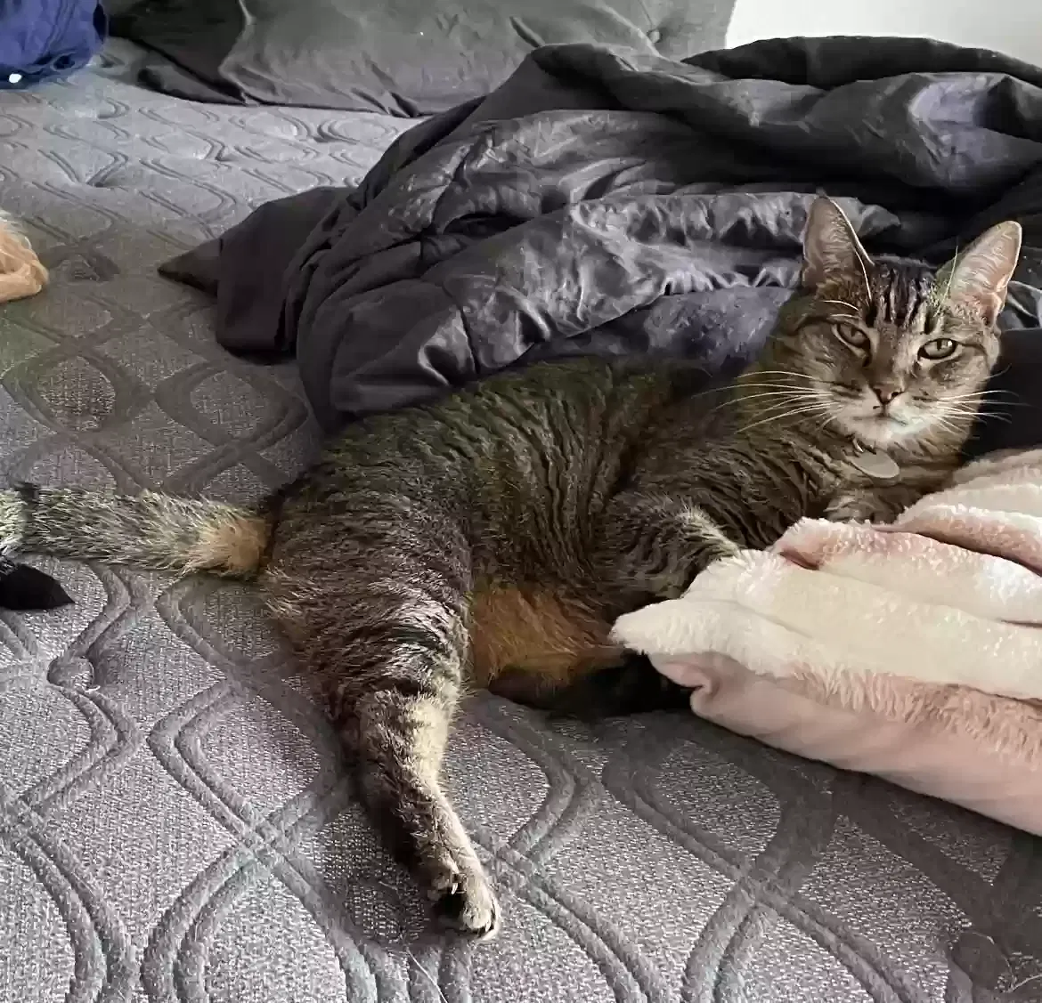 Lost cat in Henderson, NV, 89011