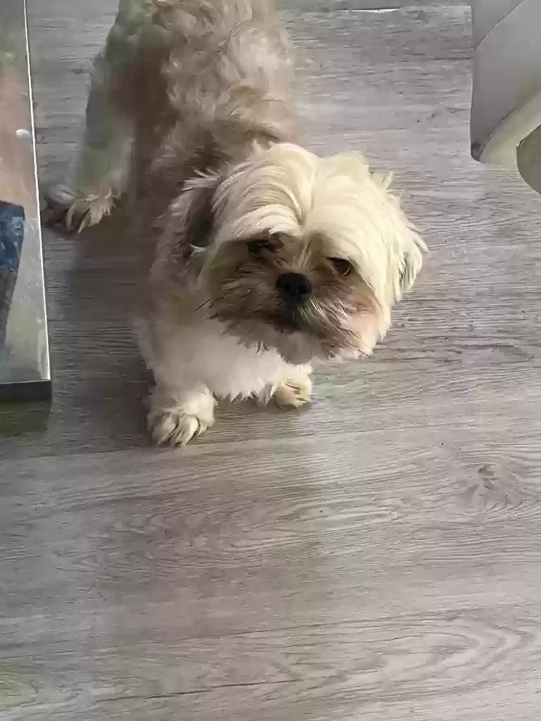 Lost dog in Miami, FL, 33133