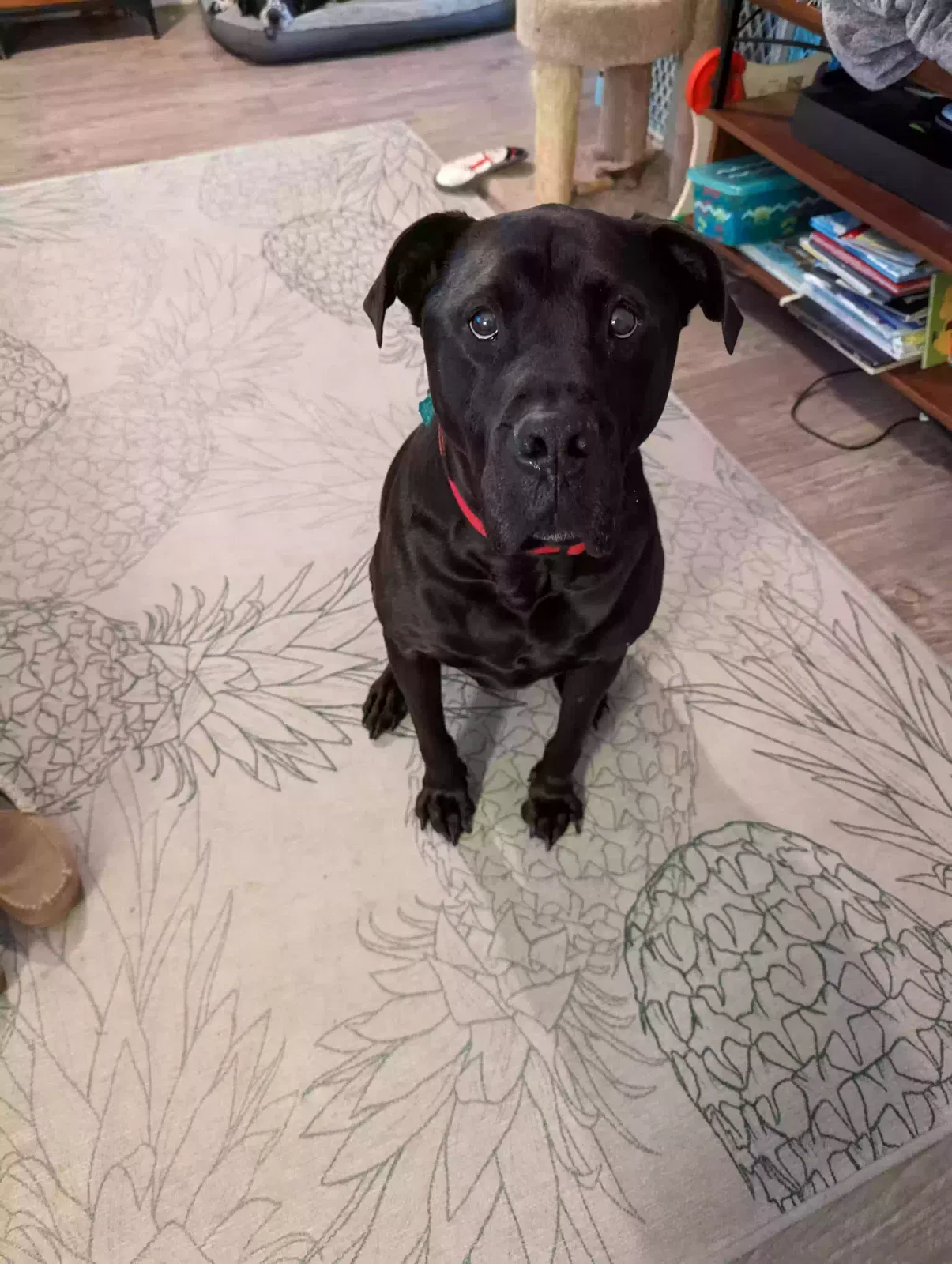 Lost dog in Lilburn, GA, 30047