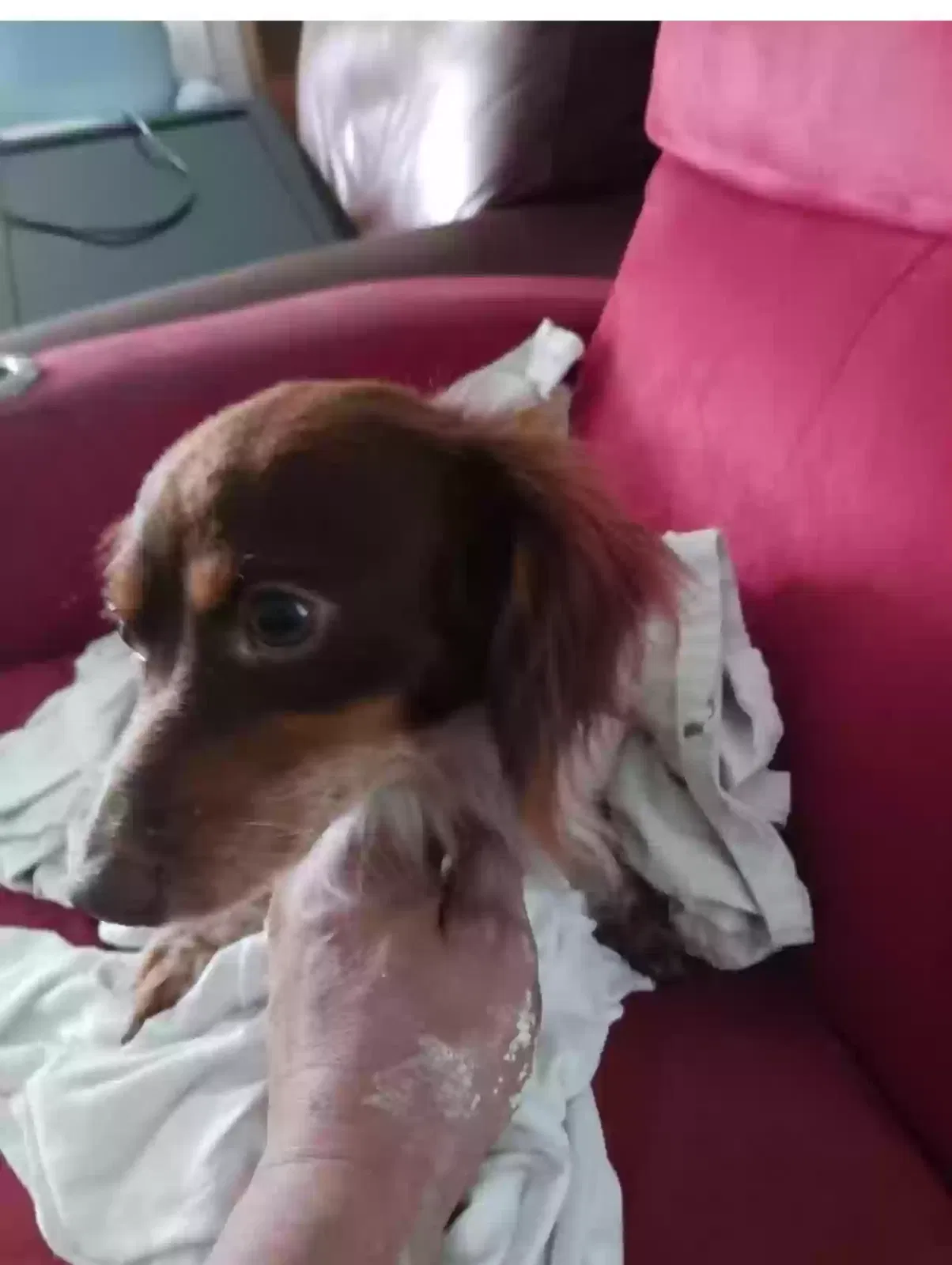 Lost dog in Tampa, FL, 33624