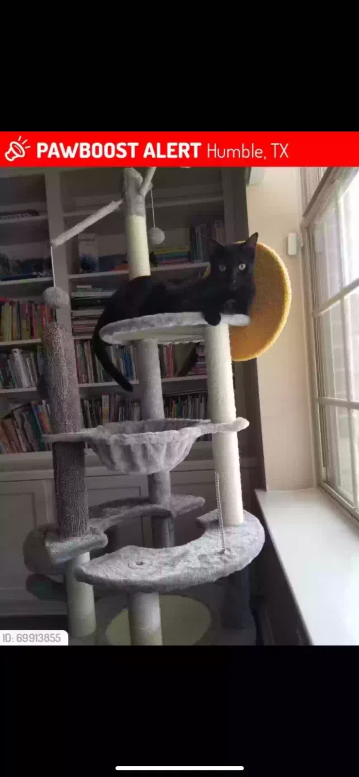 Found cat in Humble, TX, 77396
