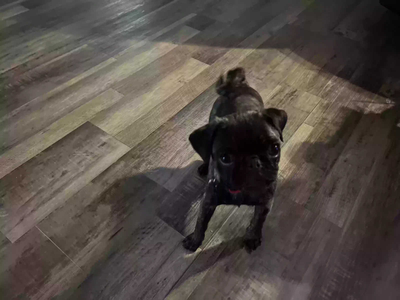 Lost dog in Lubbock, TX, 79412