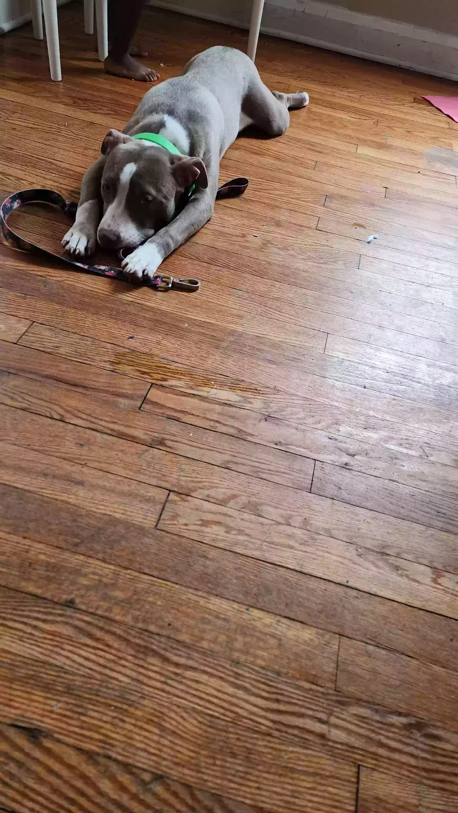 Lost dog in Towson, MD, 21286