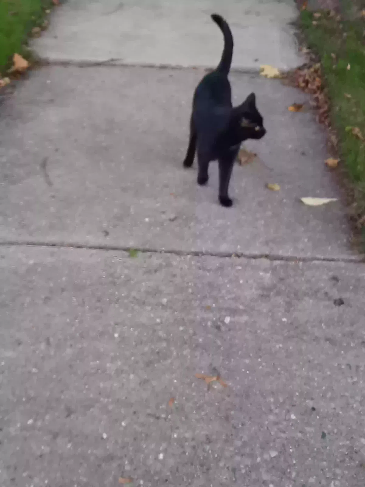 Lost cat in Columbus, WI, 53925