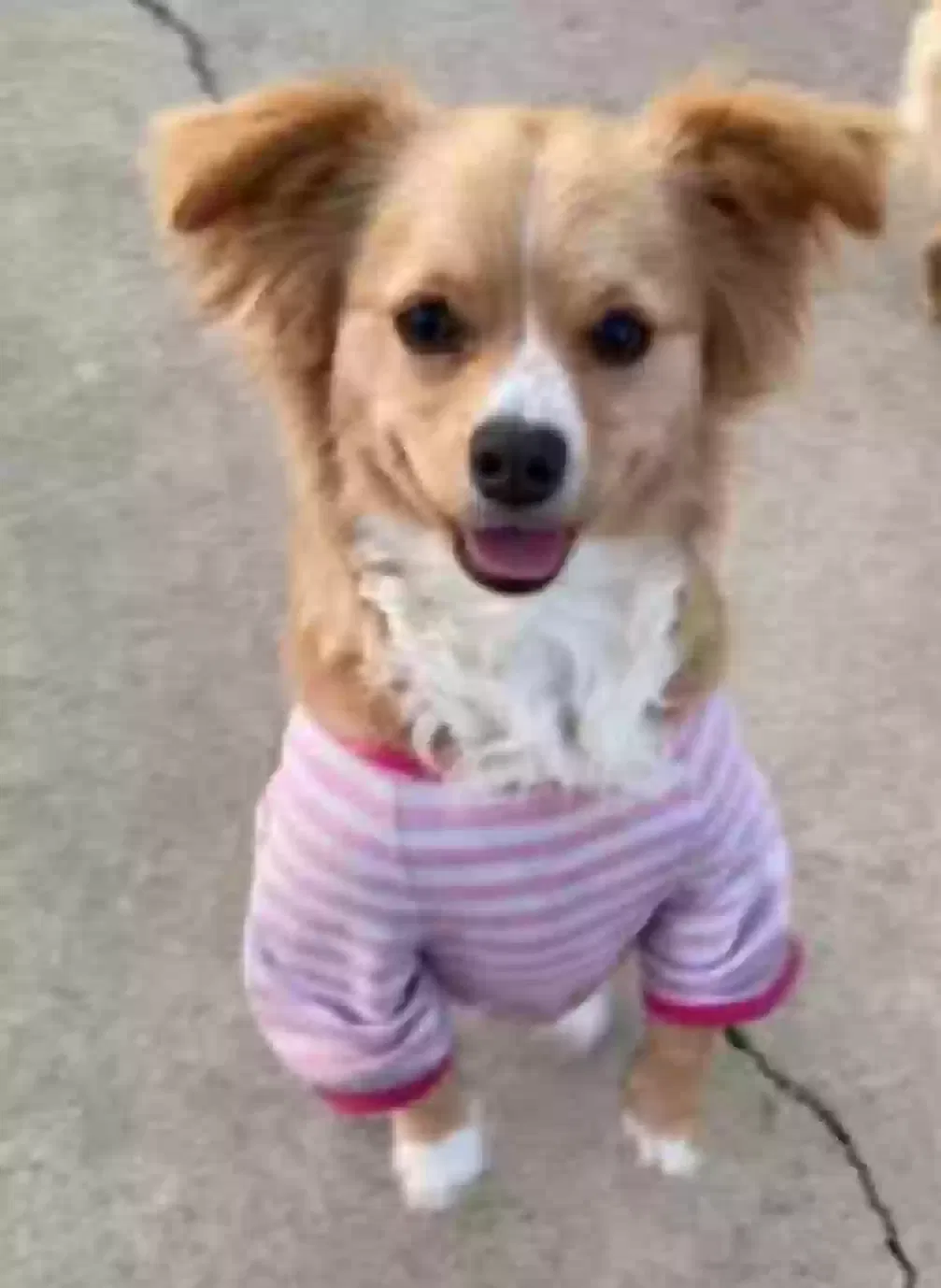 Lost dog in Aurora, IL, 60505