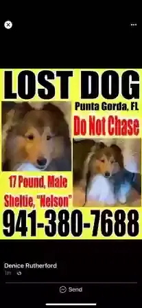 Lost dog in Fort Myers, FL, 33905