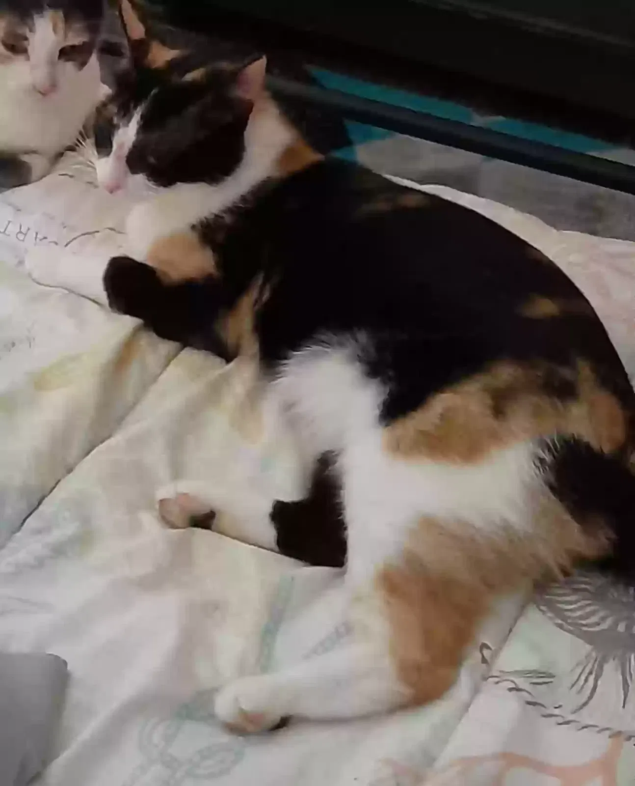 Lost cat in Gladewater, TX, 75647