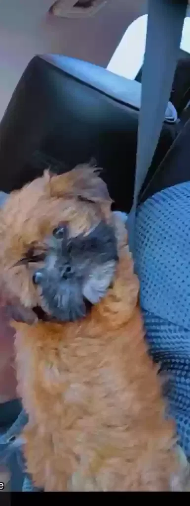 Lost dog in Temple, TX, 76504
