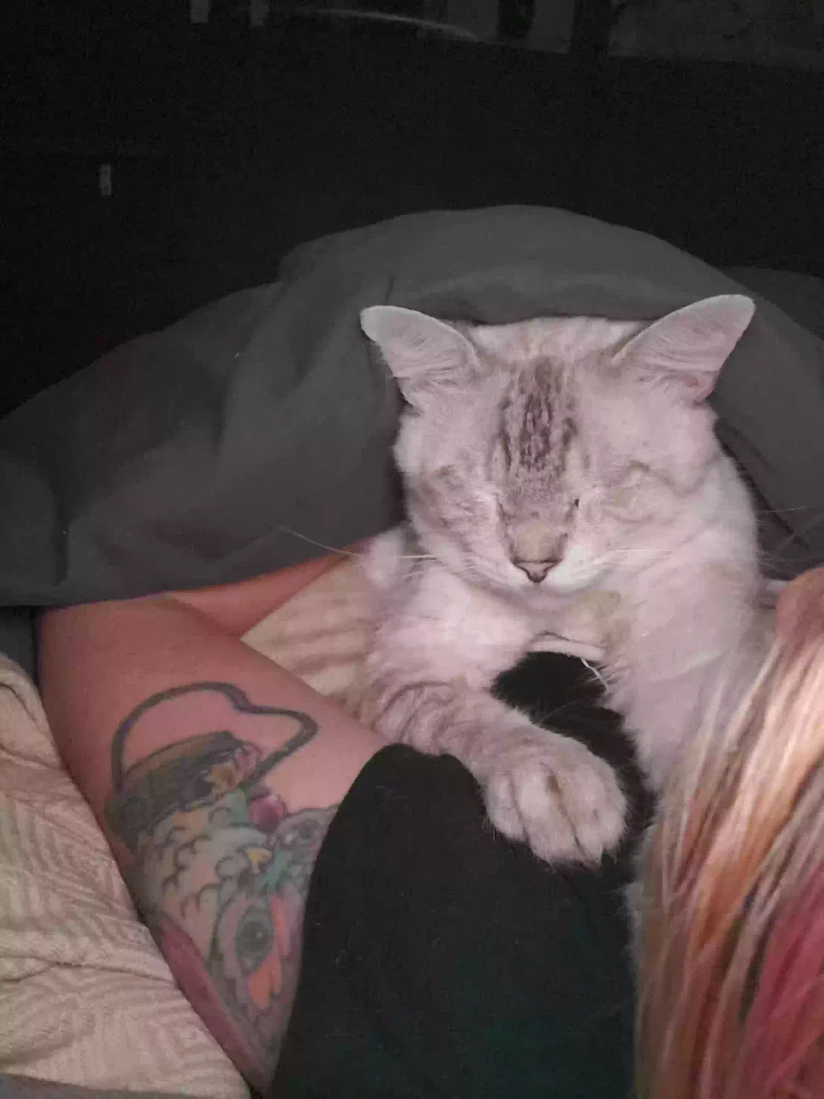 Lost cat in Thonotosassa, FL, 33592