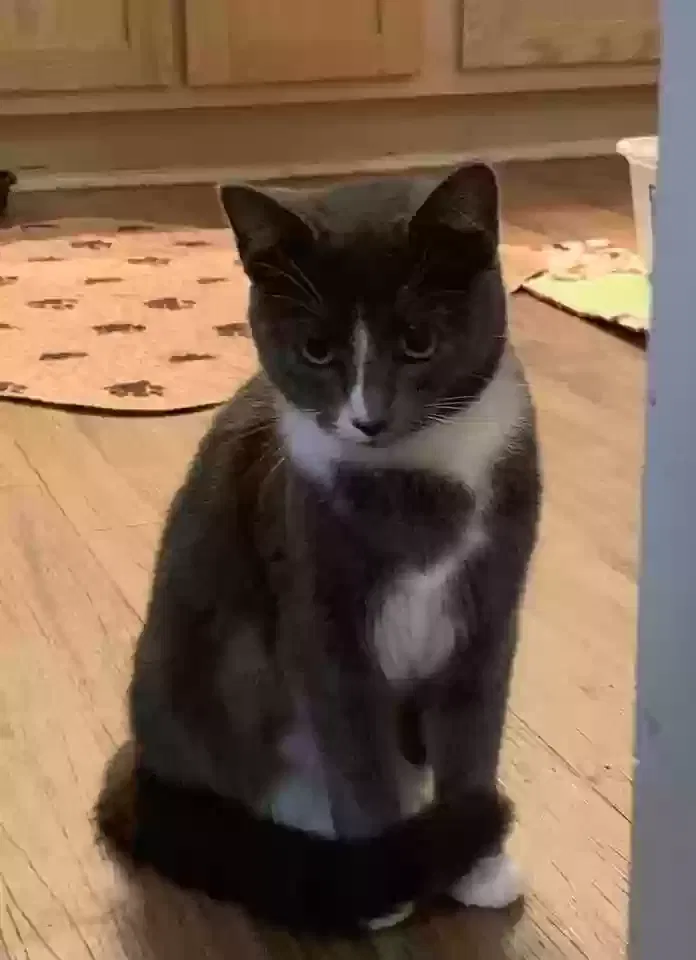 Lost cat in Friendswood, TX, 77546