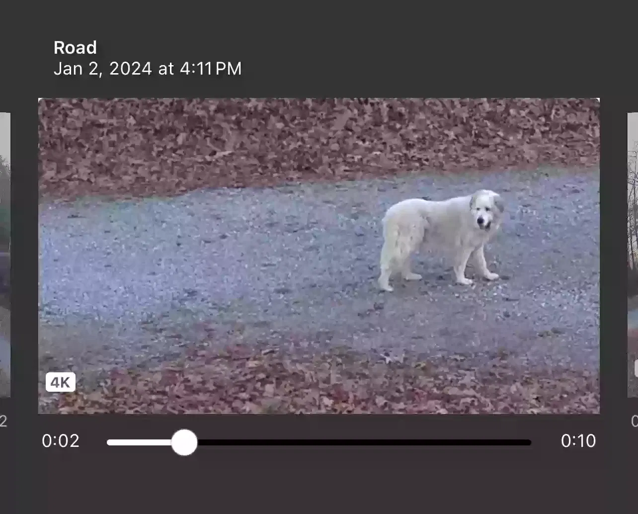 Lost dog in Del Rio, TN, 37727