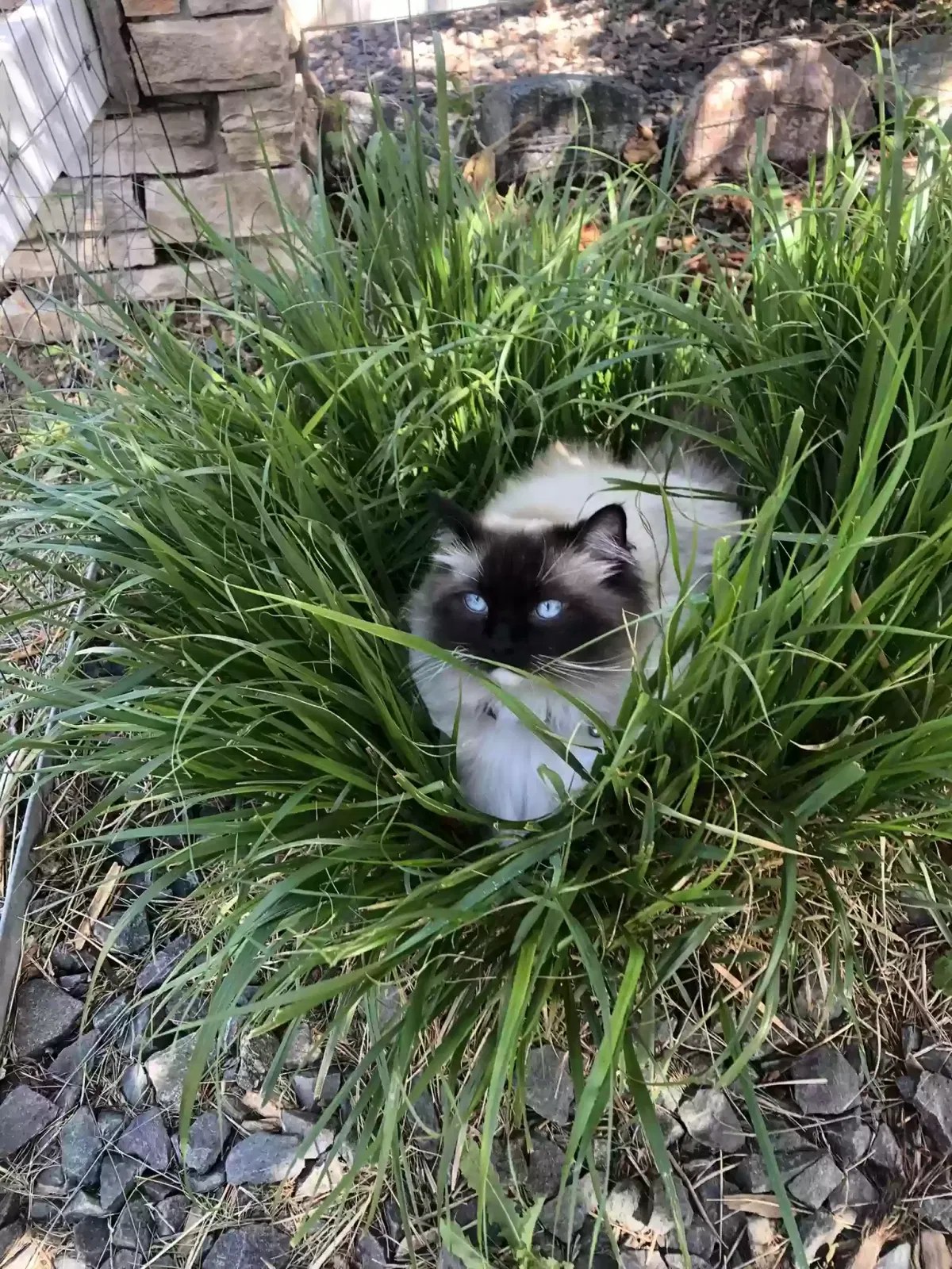 Lost cat in Timnath, CO, 80547