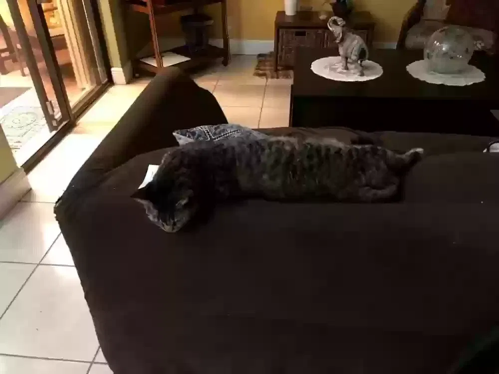Lost cat in Hialeah, FL, 33015