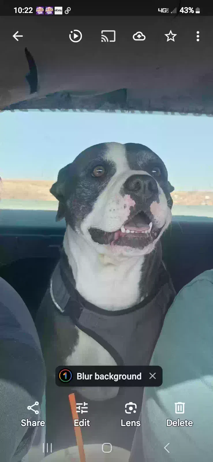 Lost dog in Pima, AZ, 85543