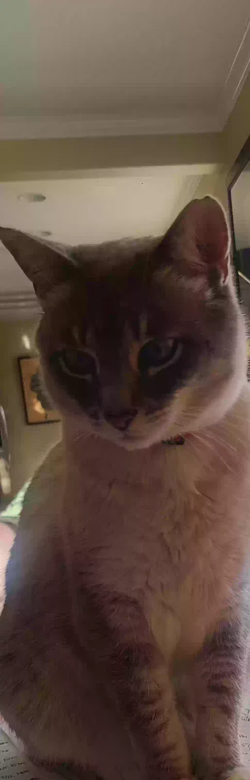 Lost cat in Auburn, CA, 95602