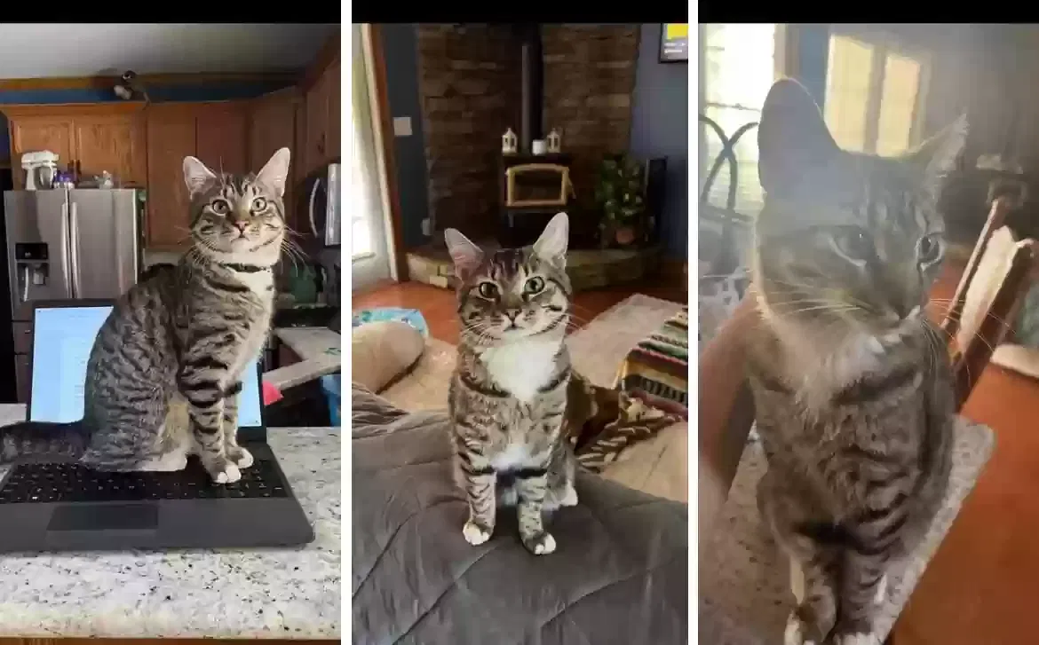 Lost cat in Smithville, GA, 31787
