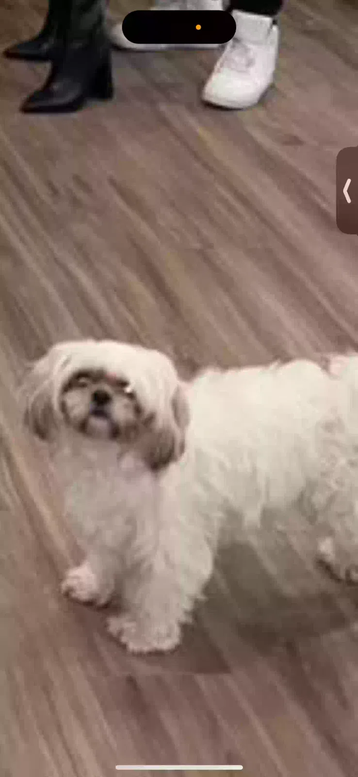 Lost dog in Orlando, FL, 32824
