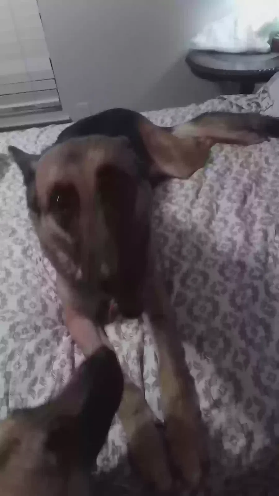 Found dog in Rockwall, TX, 75087