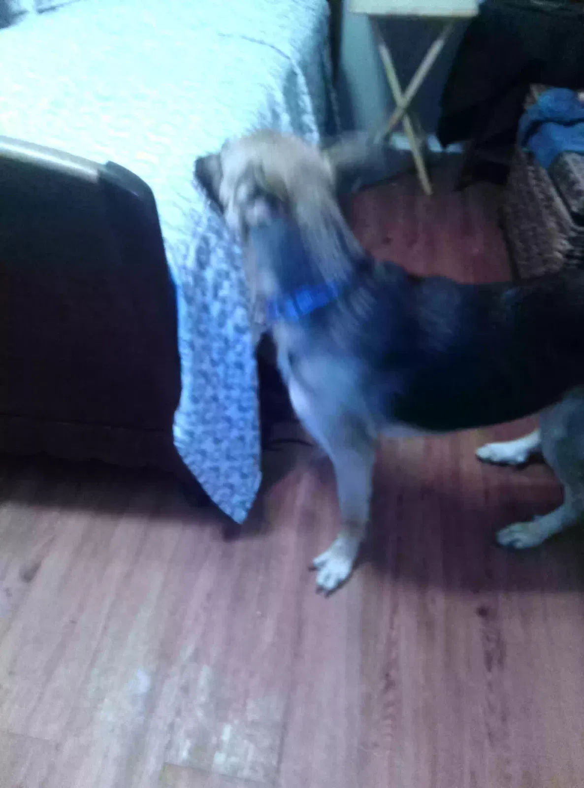 Found dog in Rockwall, TX, 75087