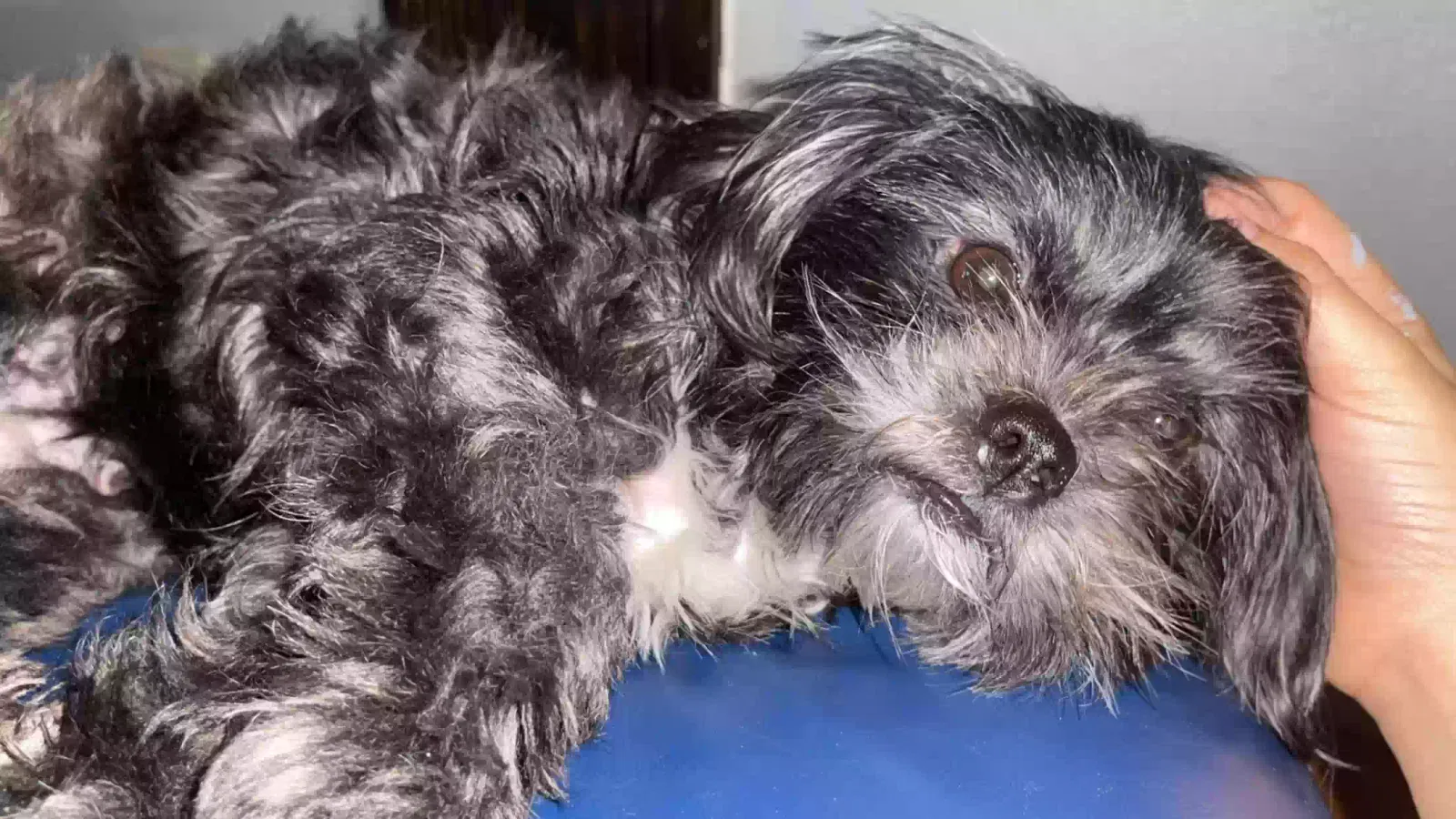 Lost dog in Temple, TX, 76502