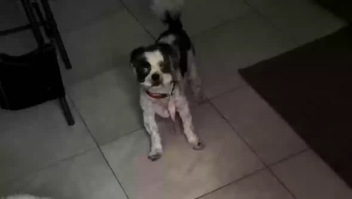 Lost dog in Fort Pierce, FL, 34947