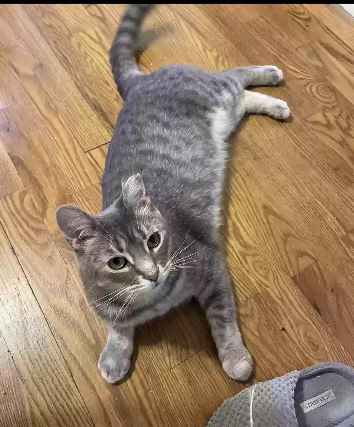 Lost cat in Mountville, PA, 17554