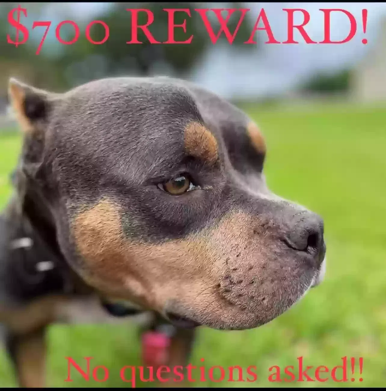 Found dog in Houston, AK, 99694