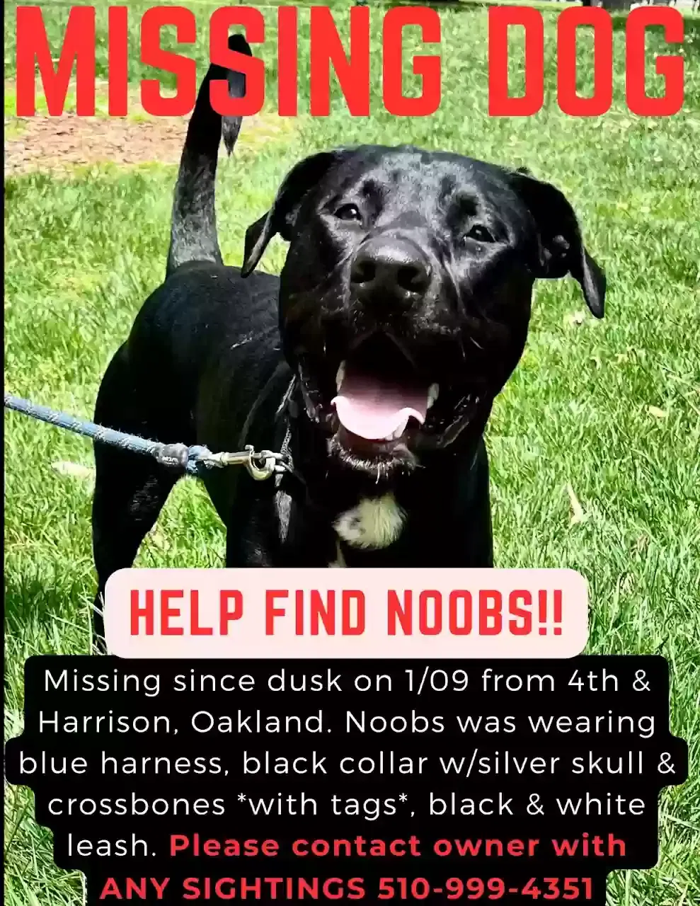 Lost dog in Oakland, CA, 94607