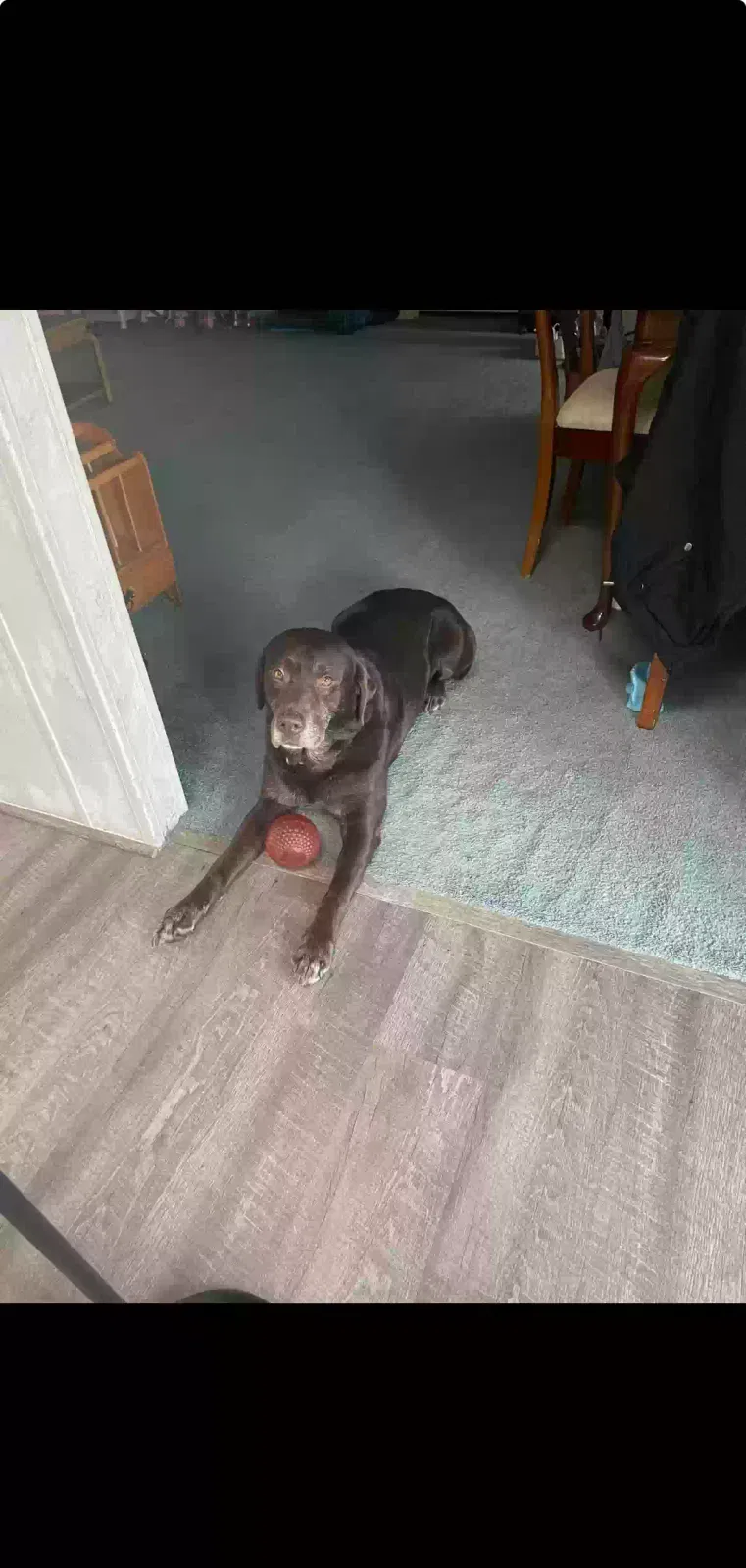Lost dog in Climax, NC, 27233