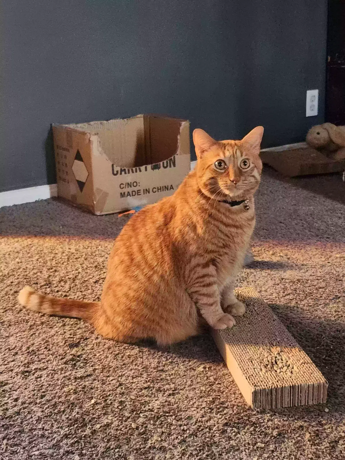 Lost cat in Muncie, IN, 47302
