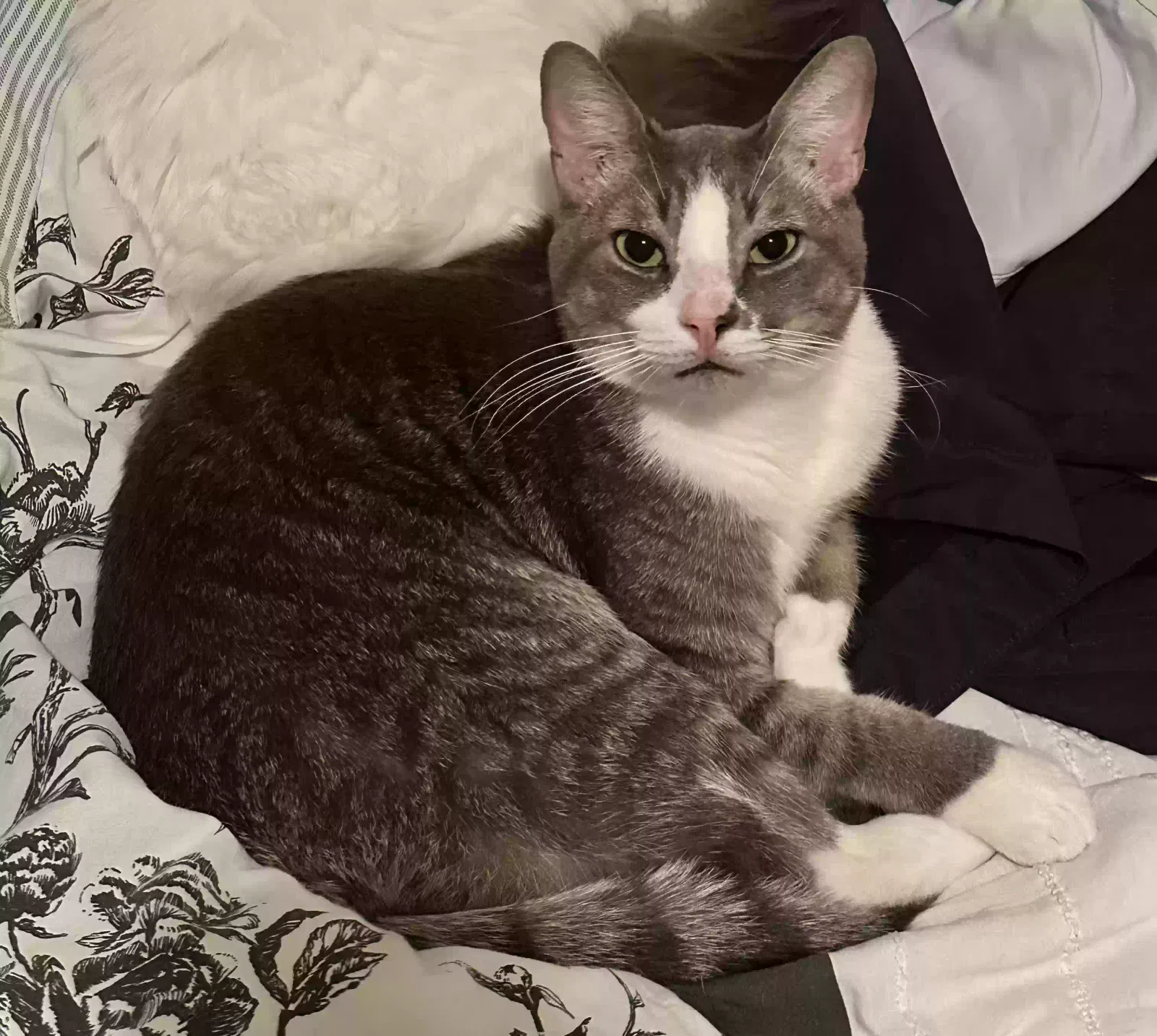 Lost cat in Lexington Park, MD, 20653