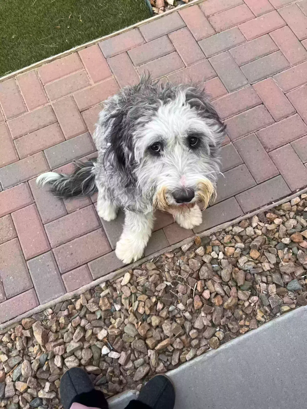 Found dog in El Paso, TX, 79938