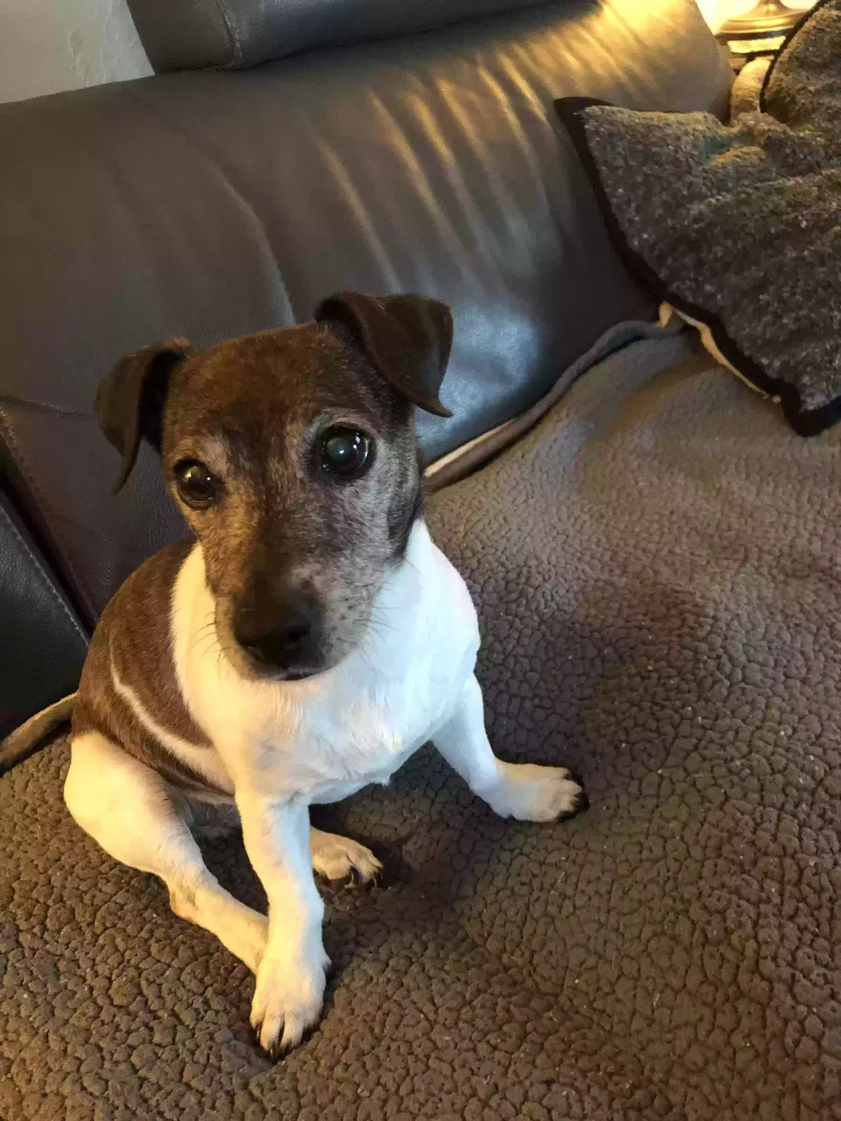Lost dog in Oklahoma City, OK, 73112