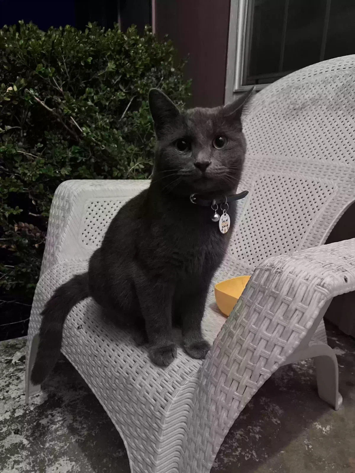 Lost cat in Fort Worth, TX, 76108