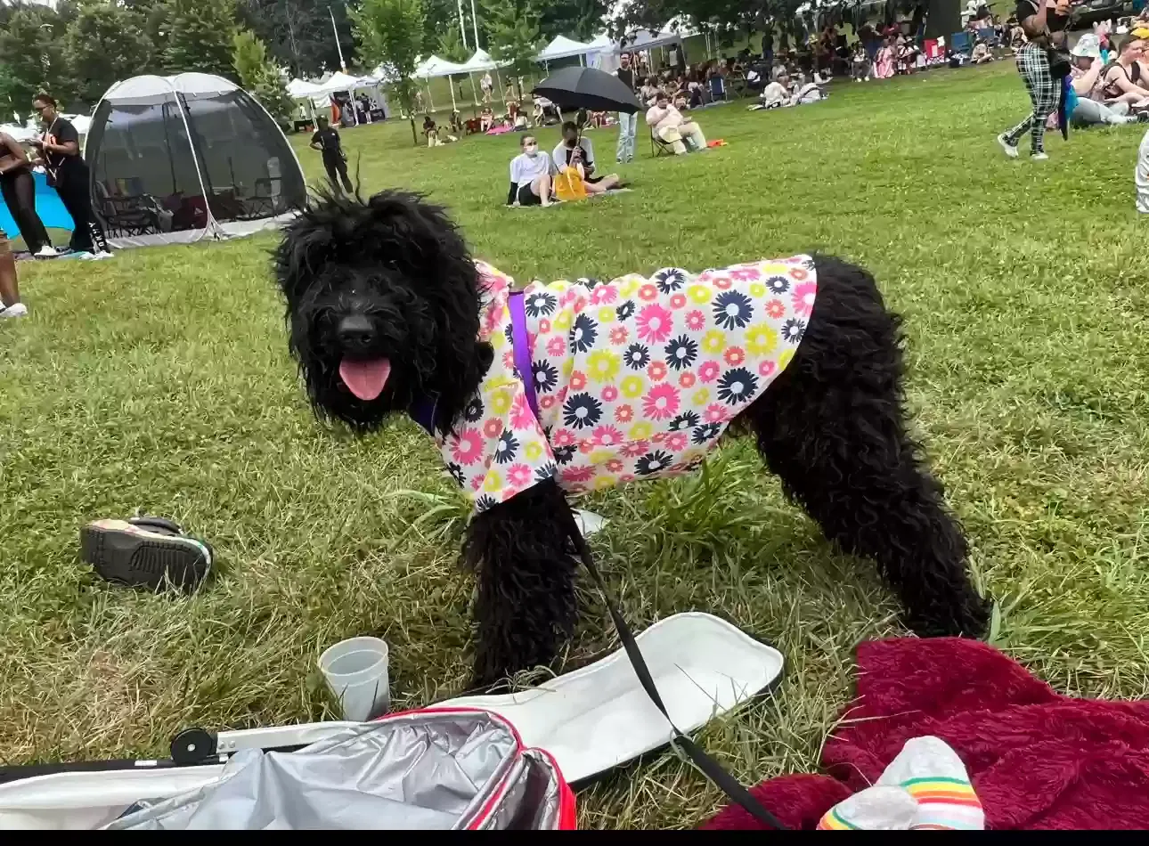 Lost dog in Baltimore, MD, 21215