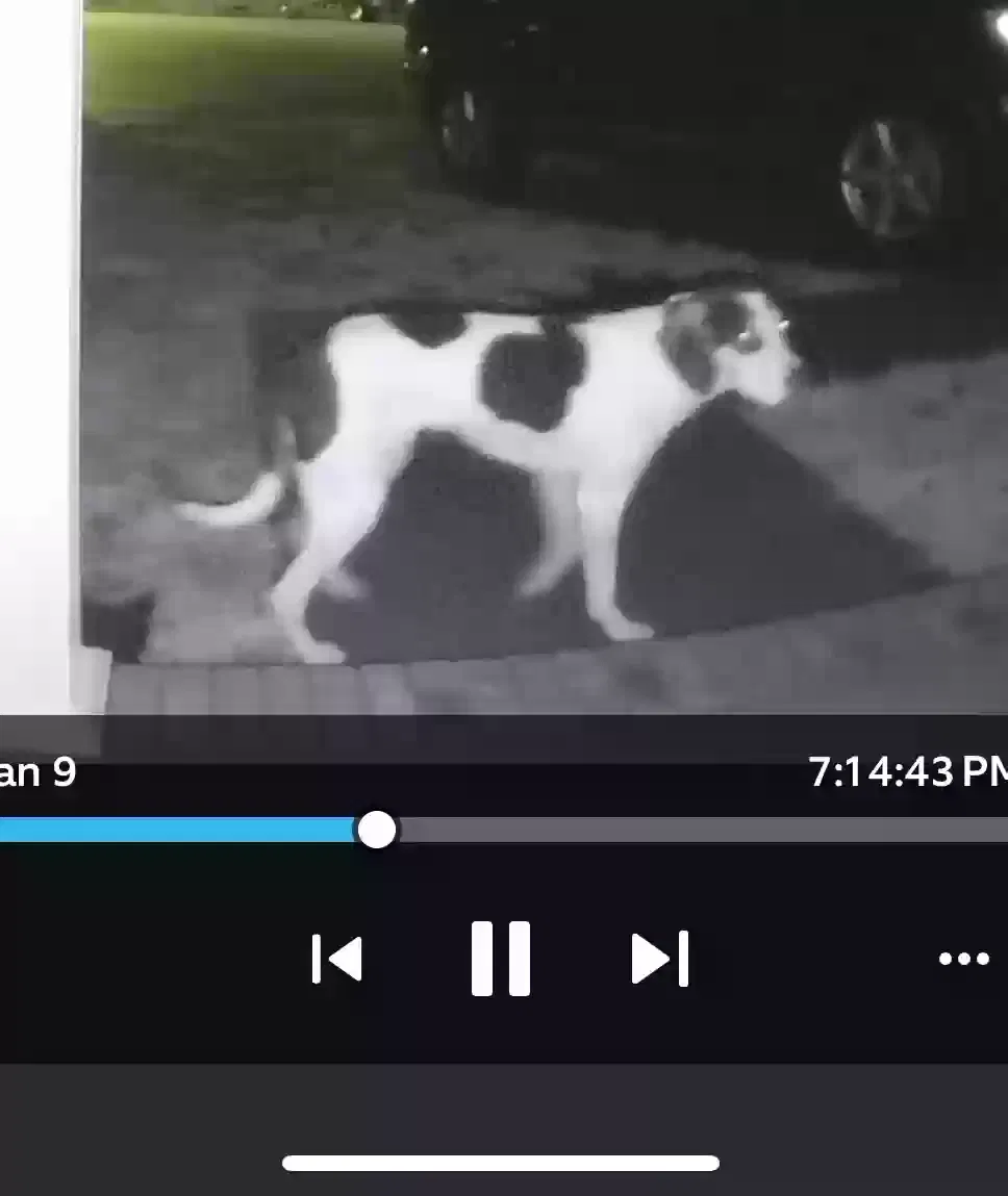 Lost dog in High Point, NC, 27265