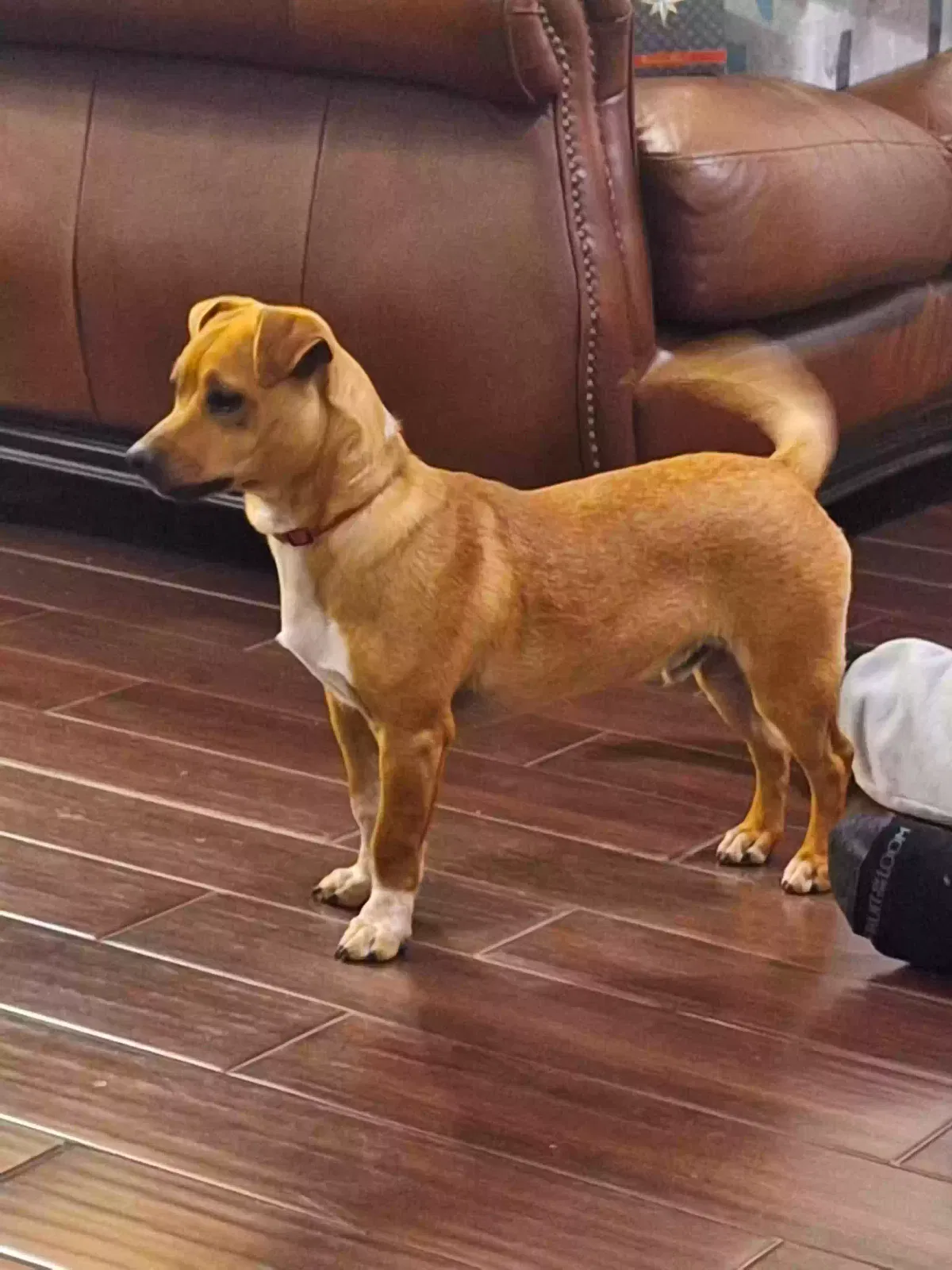 Found dog in Deer Park, TX, 77536
